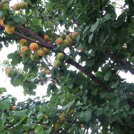 Kybele Gocek Hotell Göcek